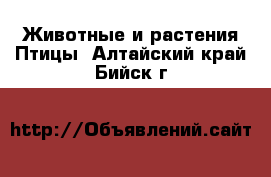 Животные и растения Птицы. Алтайский край,Бийск г.